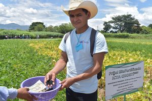 Conozca más sobre los beneficios de la  biofortificación en las vitrinas tecnológicas